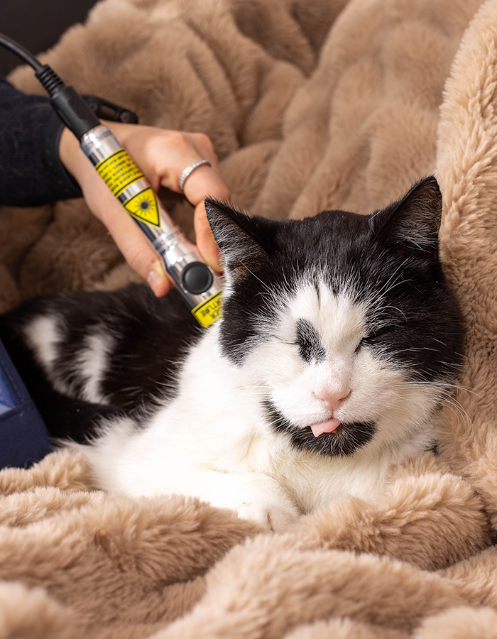 Aurore Norrman utför en laserbehandling på katten Angus.