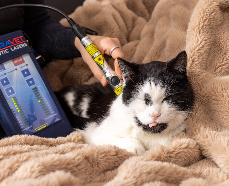 Aurore Norrman utför en laserbehandling på katten Angus.