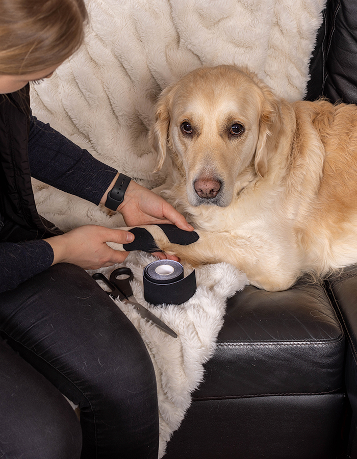 Aurore Norrman applicerar kinesio-tejp på en hund.