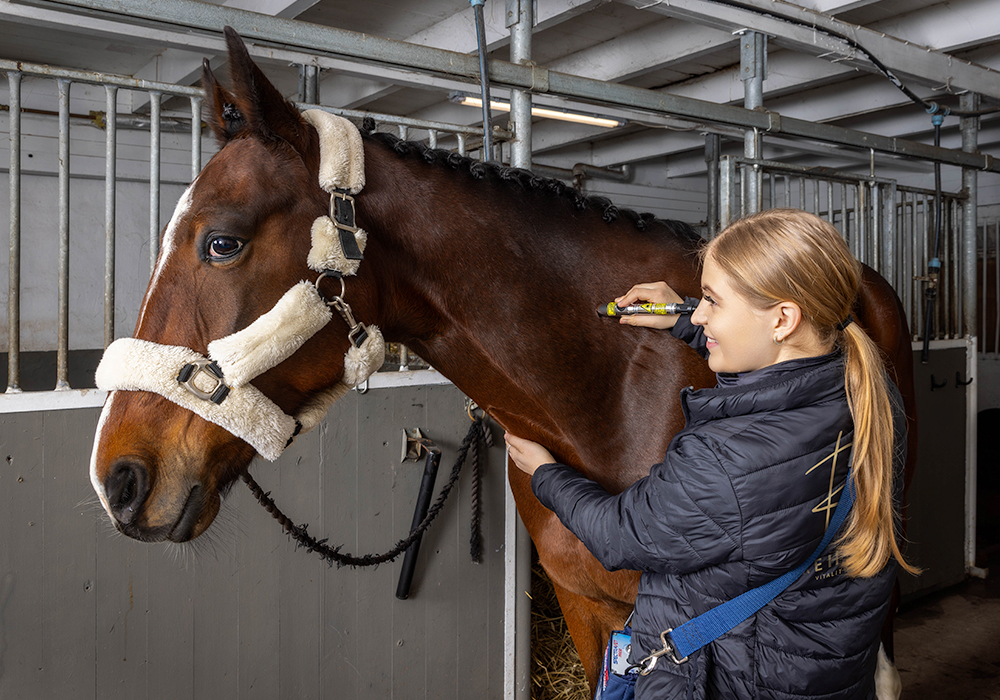 Aurore Norrman utför en laserbehandling på hästen Philippo.